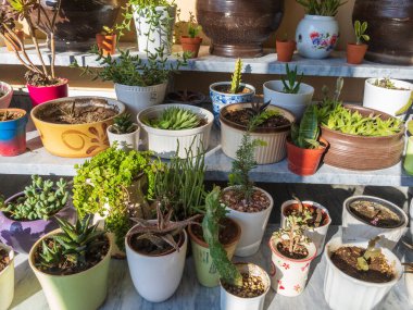 Lezzetli ve kaktüs bahçesi manzaralı.