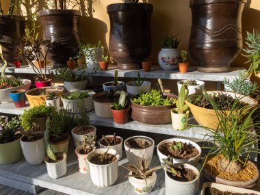 Seramik kaplarda sulu ve kaktüsler