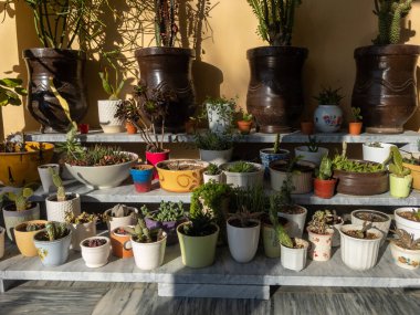 Güzel sulular ve kaktüs bahçesi