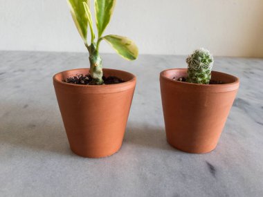 Minyatür kil kaplarda sulu ve kaktüsler.