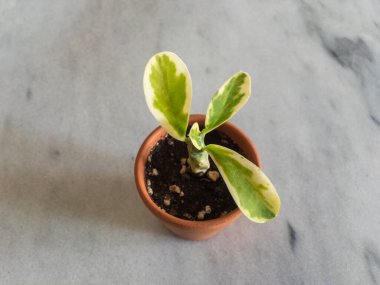 Euphorbia bitkisi küçük bir kapta çeşitlidir.