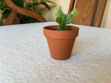 Schlumbergera noel kaktüsü minyatür terasotta tenceresinde güzel bir geçmişi var.