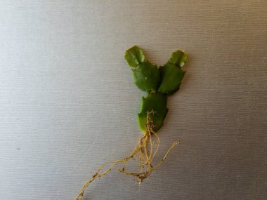 Schlumbergera Noel kaktüsü kökleri olan