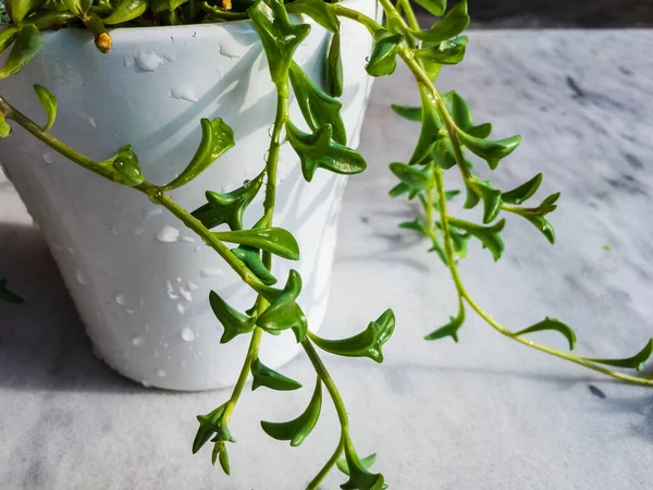 Planta Delfines Una Olla Blanca Con Salpicaduras Agua — Foto de Stock