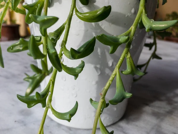 イルカのネックレスは白い鍋に多肉植物 — ストック写真