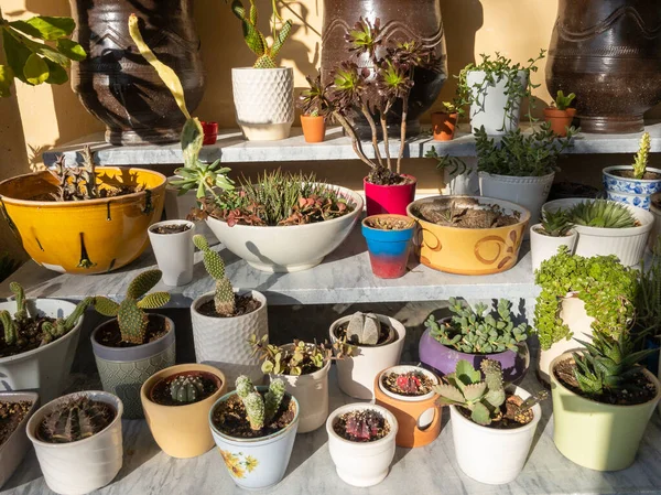 Gyönyörű Kaktusz Zamatos Növények — Stock Fotó
