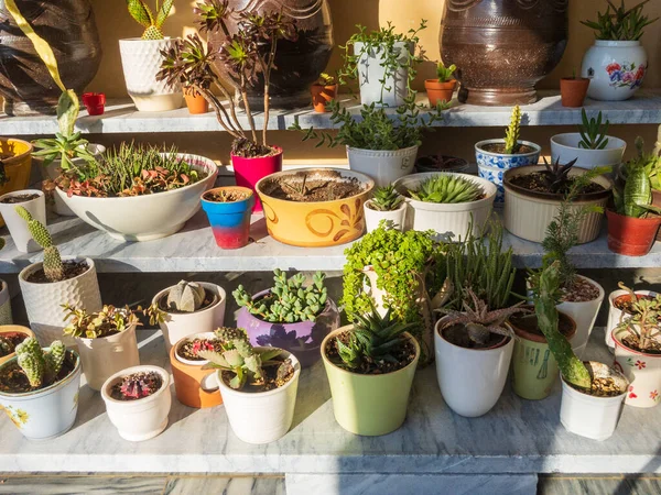 Lezzetli ve kaktüsler güzel mermer bir bitki standında