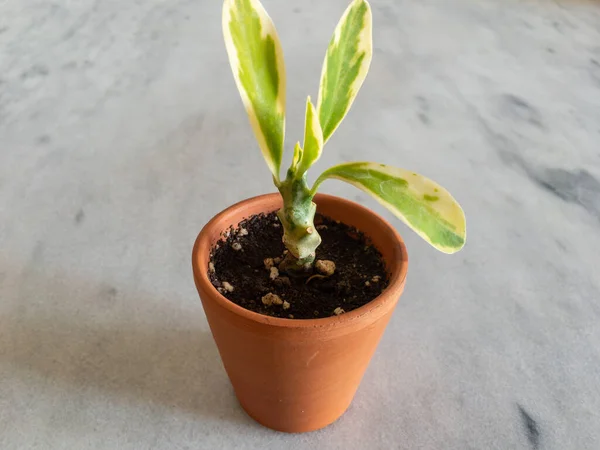 Euphorbia Panaché Mis Pot Dans Pot Argile Miniature — Photo