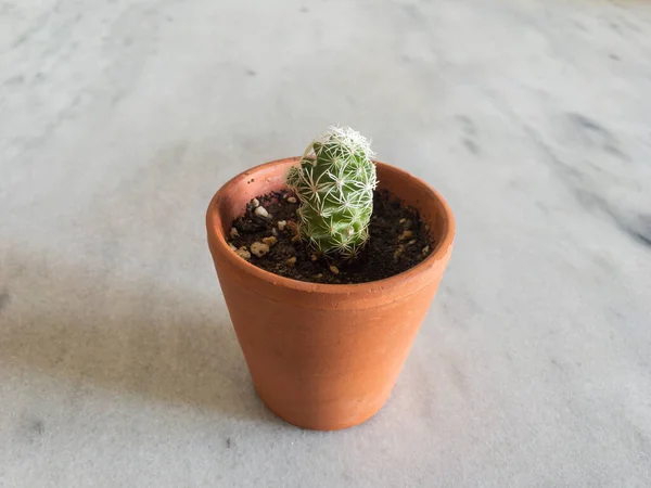 Kis Edénybe Ültetett Kaktusz — Stock Fotó