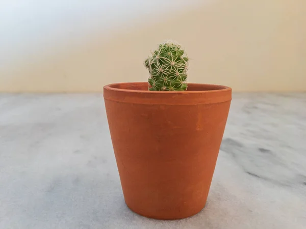 Fermeture Cactus Dans Petit Pot — Photo