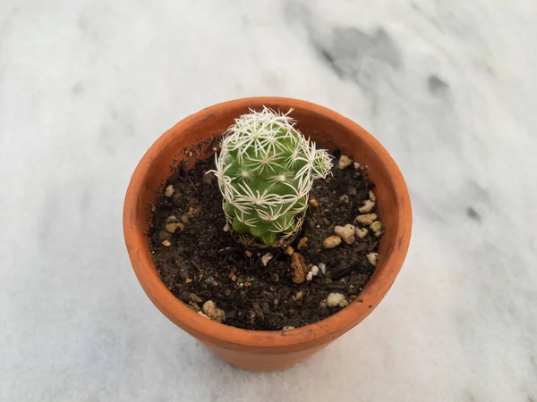 Plante Cactus Dans Pot Minuscule — Photo