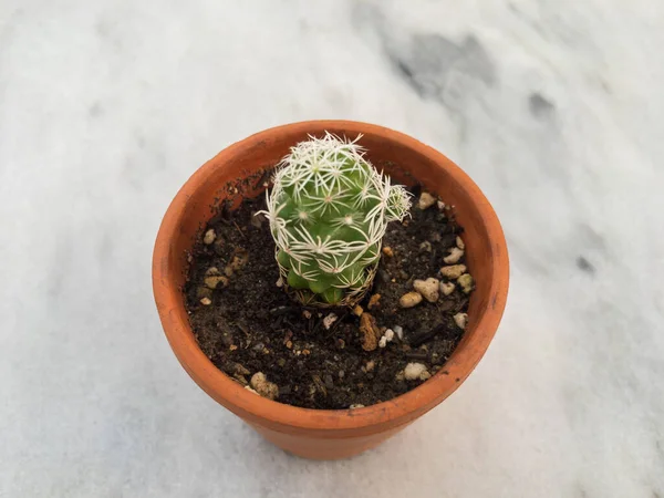 小さな鍋にサボテンを植え — ストック写真