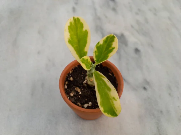Sukkulente Pflanze Winzigen Topf — Stockfoto