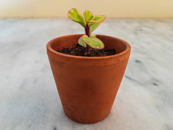 Portulacaria Plante Arc Ciel Dans Minuscule Pot Terre Cuite — Photo