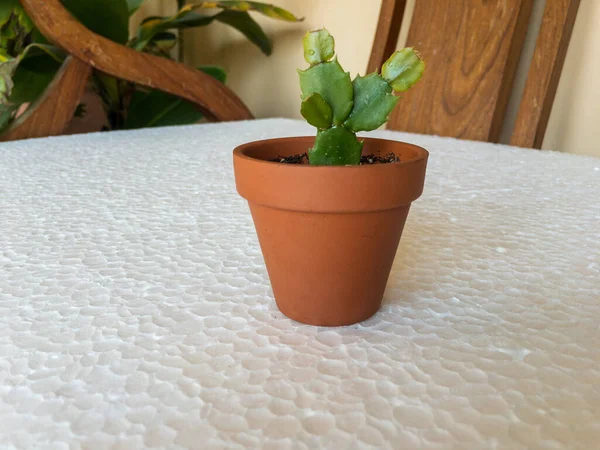 Schlumbergera Cacto Natal Vaso Terracota Miniatura Com Belo Fundo — Fotografia de Stock