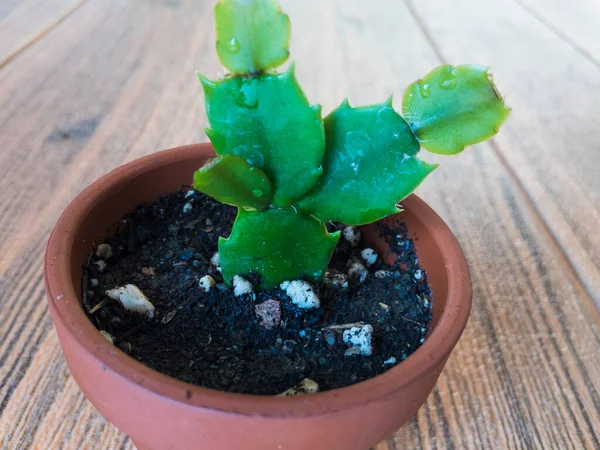 Vista Cerca Cactus Navidad Schlumbergera —  Fotos de Stock