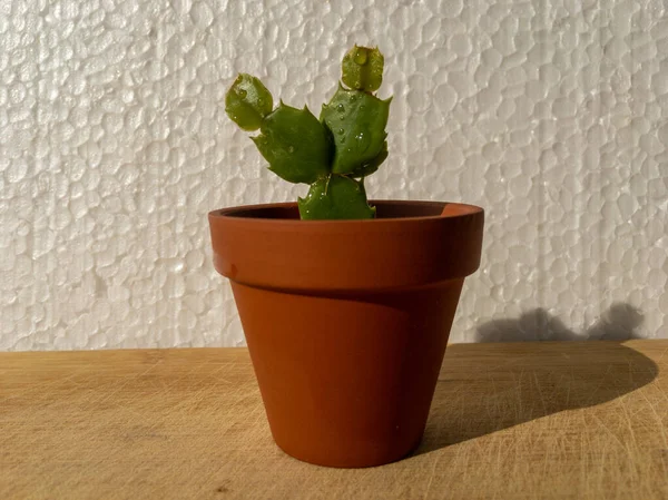 Cactus Navidad Maceta Terracota Miniatura Con Fondo Textura Blanca — Foto de Stock