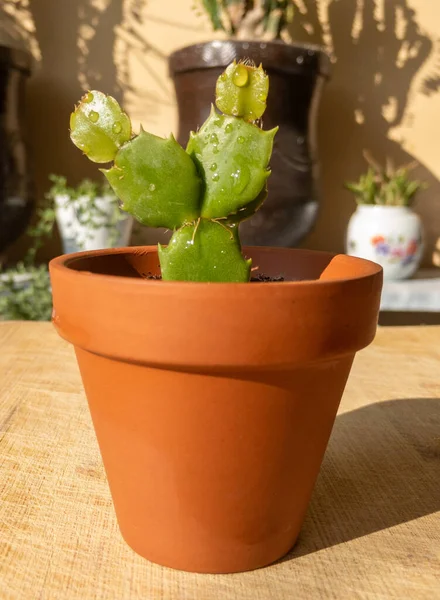 Cactus Navidad Cactus Pascua Una Olla Pequeña Arcilla —  Fotos de Stock