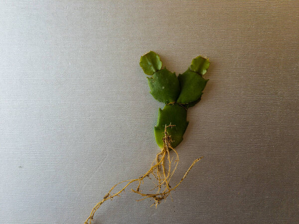schlumbergera christmas cactus plant with roots