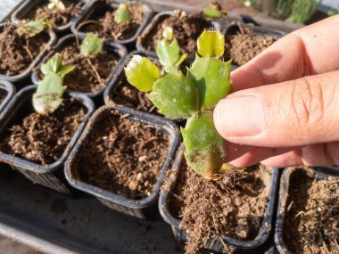 Schlumbergera noel kaktüsünü kökleri yakın bir görüntüyle gösteriyor.