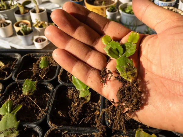 Mostrando Cactus Navidad Con Raíces Una Mano — Foto de Stock