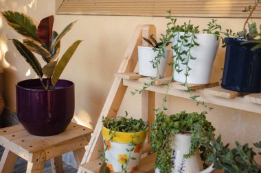 Bir bitkinin yan açısı görünümü