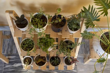 Etler ve kaktüslerin üst açı görünümü