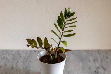 Zamioculas zamiifolia bitkisi soğuktan donuyor.