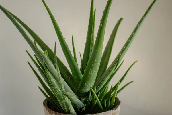 Aloe Vera Planta Suculenta Con Espacio Copia Fondo Aislado — Foto de Stock
