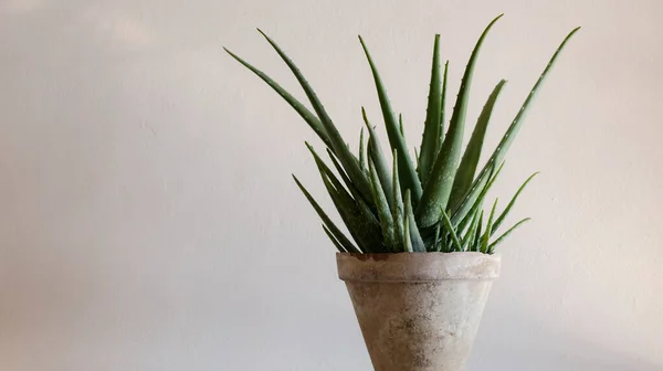 Planta Aloe Vera Con Espacio Para Copias — Foto de Stock