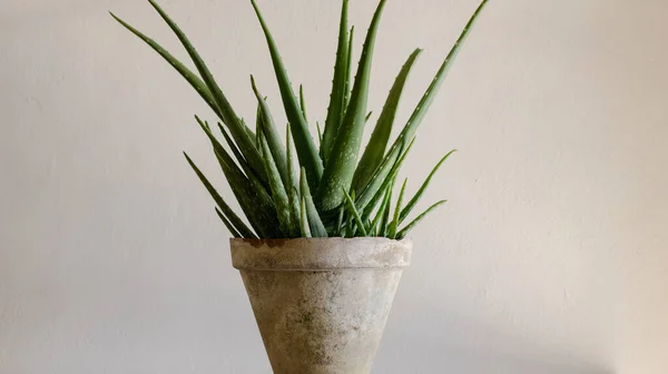 Planta Aloe Vera Maceta Barro Con Fondo Borroso — Foto de Stock