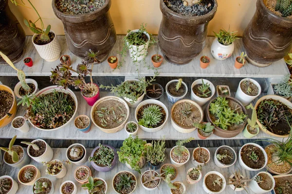 Szukkulensek Kaktusz Gyűjtemény Megjelenítése — Stock Fotó