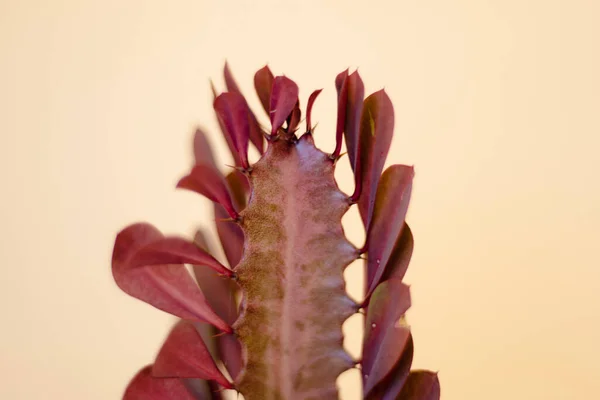 Euphorbia Trigona Ruby Vagy Ruby Good Luck Kaktusz — Stock Fotó