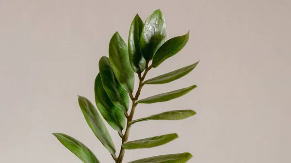 Beautiful Shiny Zamioculas Zamiifolia Plant Branch Isolated Background — Stockfoto