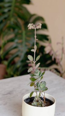 Kalanchoe sulu bitkileri seramik bir kapta