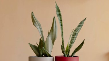 Dekoratif kaplarda yılan bitkileri.