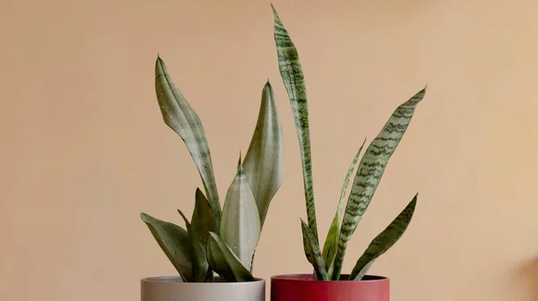 Plantas Serpiente Macetas Decorativas —  Fotos de Stock