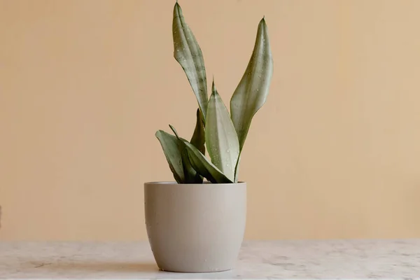 Sansevieria Moonshine Silver Queen Plant — Stock Photo, Image