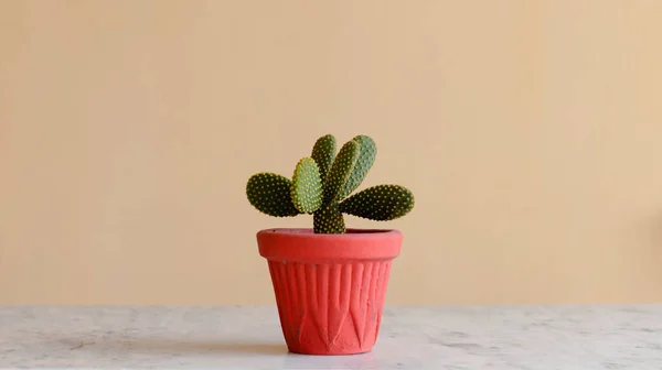 Oreille Lapin Cactus Ailes Angle Cactus Avec Fond Isolé — Photo