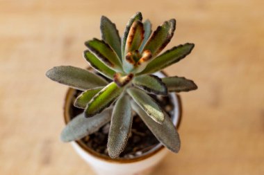 Kalanchoe Tomentosa bitki üst açı görünümü