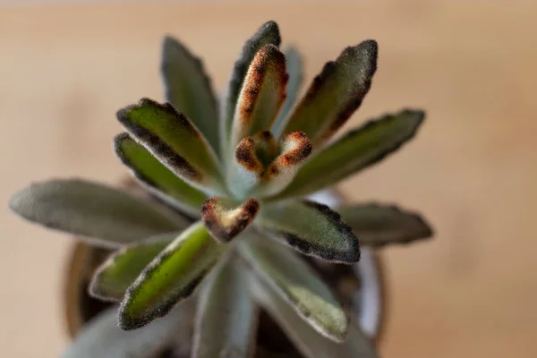 Vista Cerca Una Planta Kalanchoe Tomentosa —  Fotos de Stock