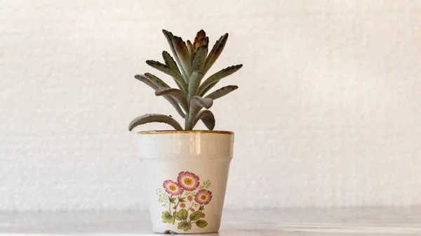 Kalanchoe potted plant with white background