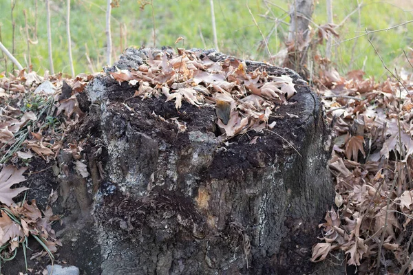 Old Tree Stump Dry Leaves Autumn — Stock fotografie