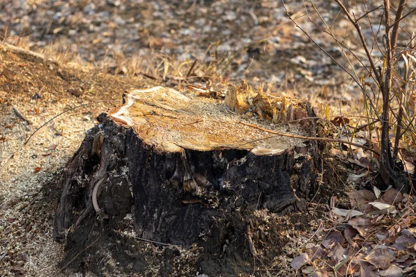 Tree Stump Sawed Cut — Stock Photo, Image