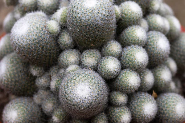 Mammillaria Cactus Closeup Top Angle View — Fotografia de Stock