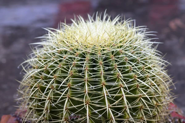 Echinocactus Grusonii Arany Labda Kaktusz Esőcseppekkel — Stock Fotó