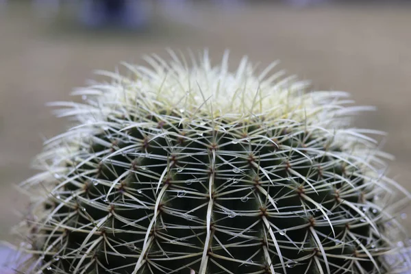 Arany Hordó Kaktusz Növény Közelkép Homályos Háttér — Stock Fotó