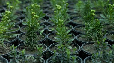 Kalanchoe, yakın plan saksılarda sulanıyor.