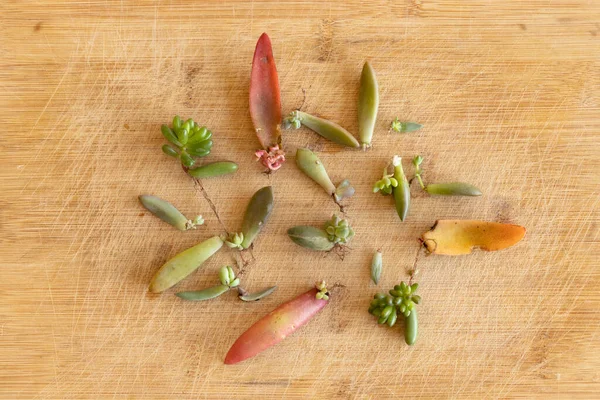 Growing Succulents Leaves Single Leaf Propagation — ストック写真