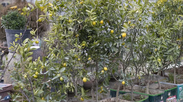 Young lemon tree are growing in a containers at home garden ready to transplant or lemon trees holding lemon fruit in a pot
